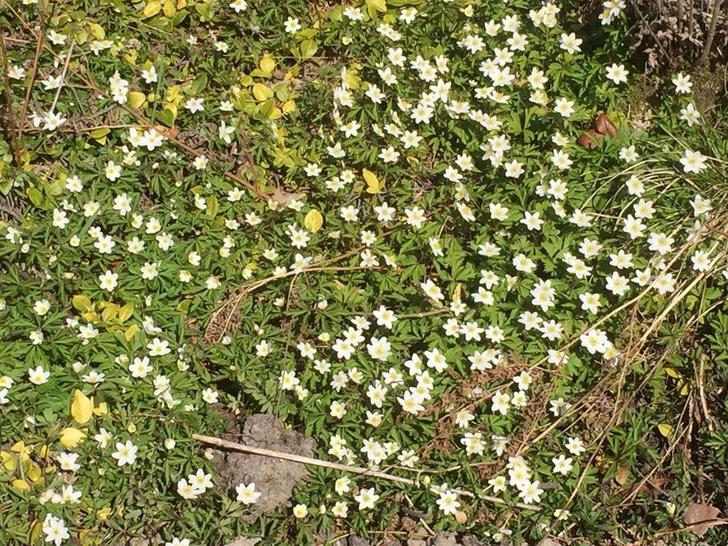 Borgdala Stugor Ödkarby Zewnętrze zdjęcie